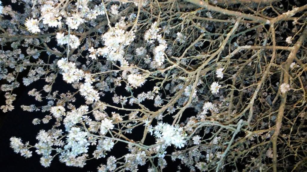 Tenuta I Lecci Terranuova Bracciolini Kültér fotó